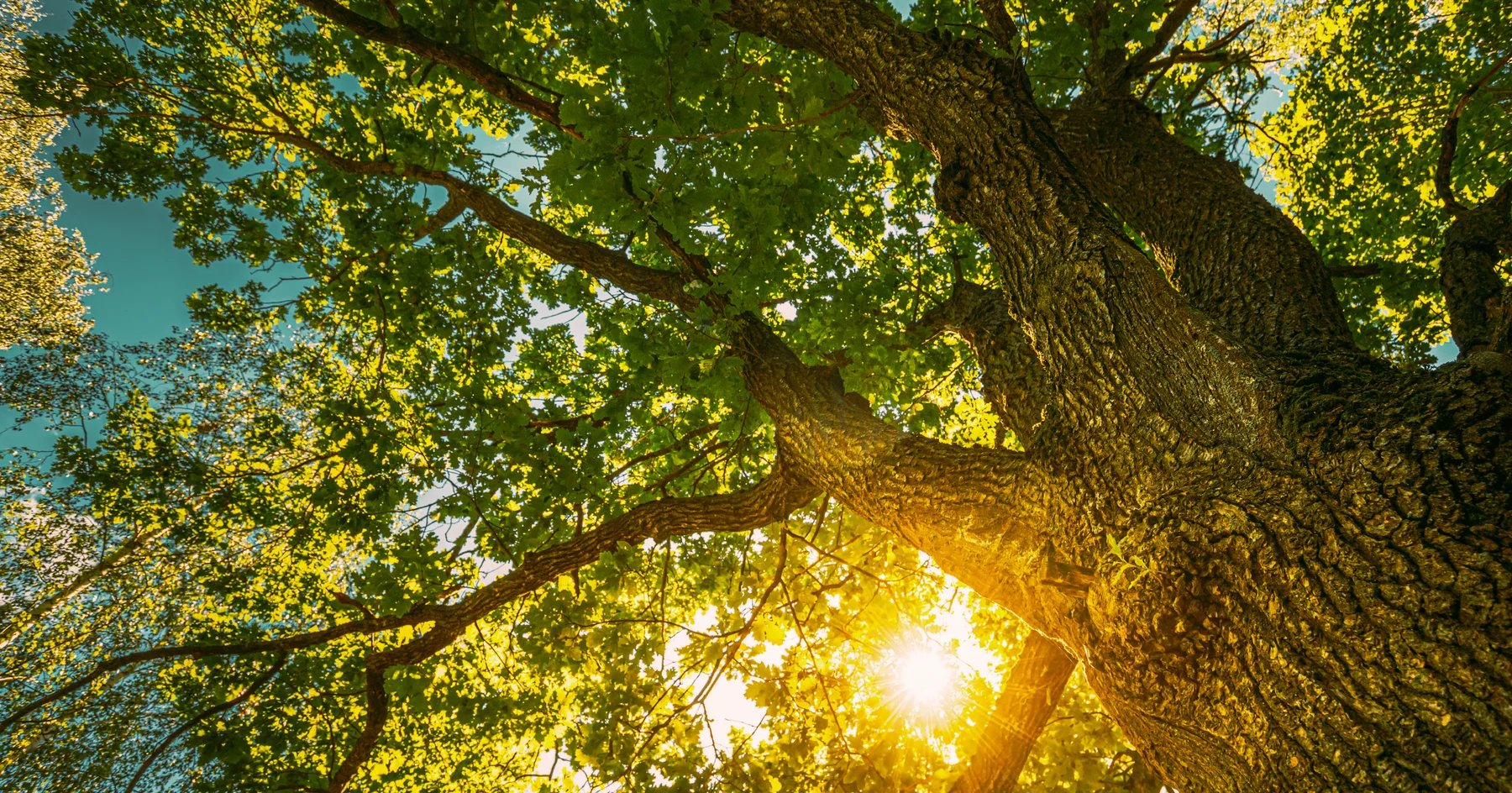 Looking up through an oak canopy with sun breaking through